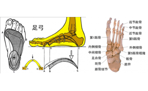 如何保护足部健康？从一个合适的鞋垫开始！