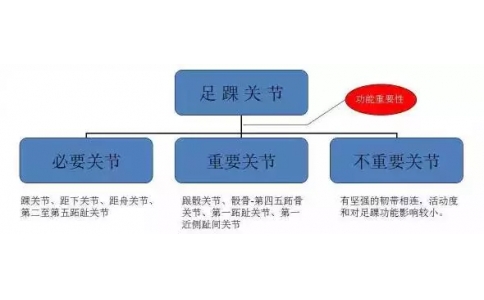 足踝解剖活动的研究
